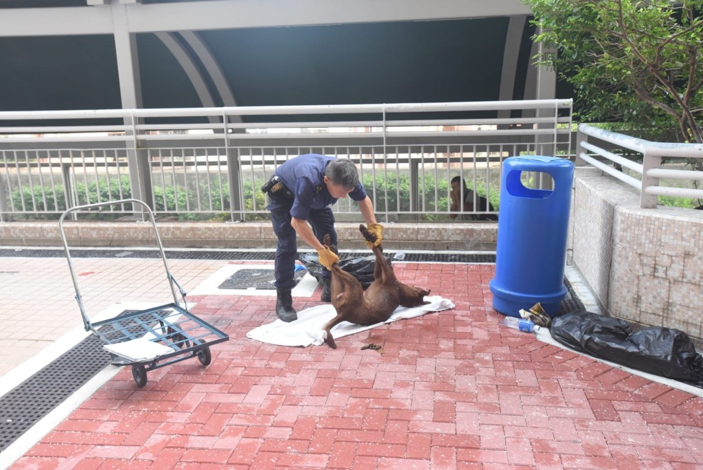 唐狗墮樓後死亡。