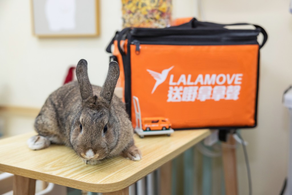 Littleland於2022年開業，服務小動物包括倉鼠、兔仔、天竺鼠、龍貓、刺蝟、蜜袋鼯、等小型寵物的日常需要。而客戶每次通常購買大量消耗品，Lalamove的派送服務能夠處理客戶的物流要求。
