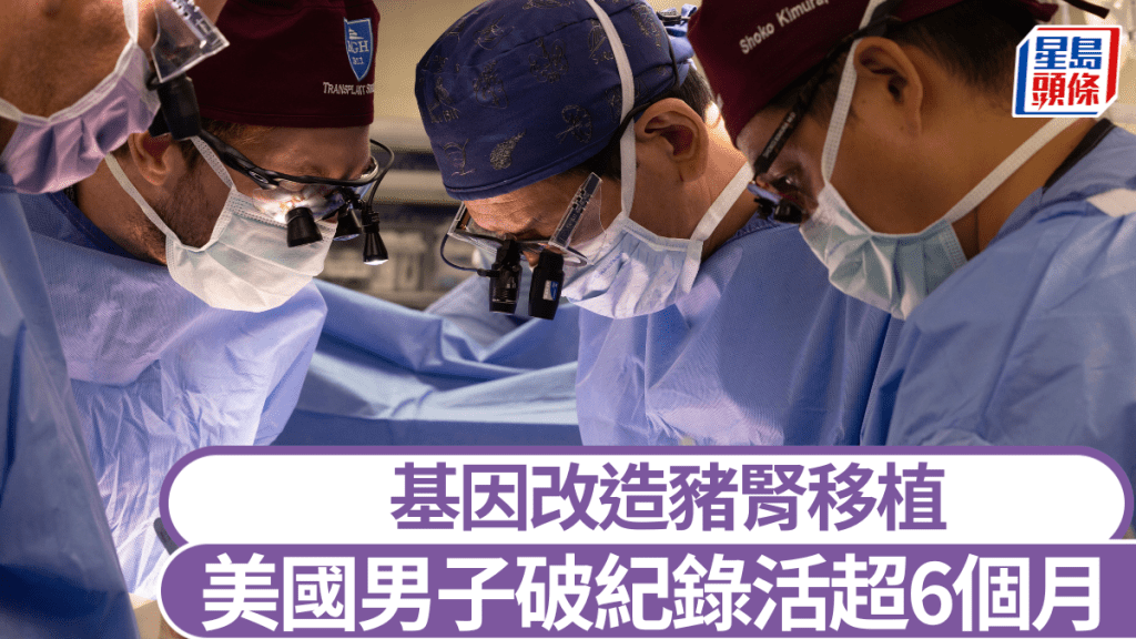 各地醫院嘗試豬腎移植手術，圖為波士頓麻省總醫院的手術照片。美聯社