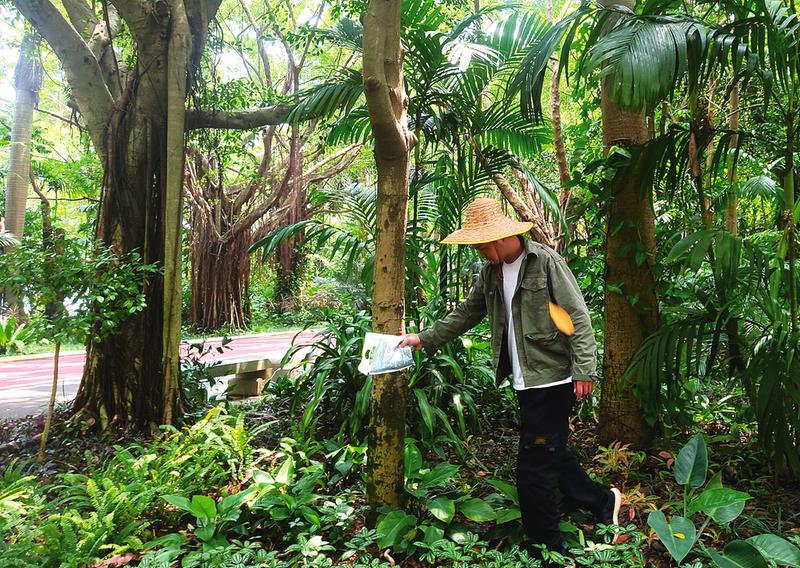 廣西南寧市的南湖公園工人對非洲大蝸牛開展消滅撲殺工作。網上圖片