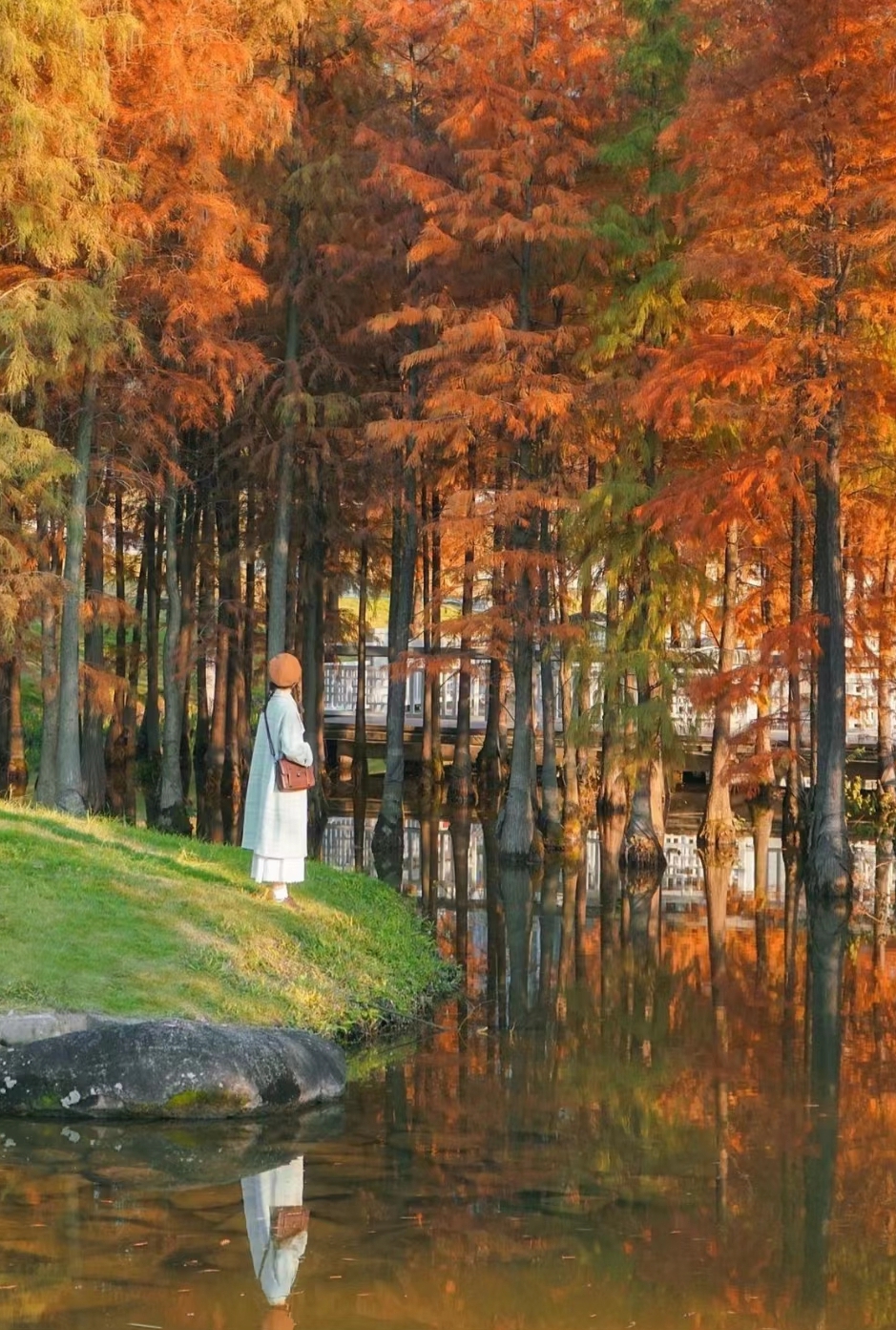 廣州鳳凰湖每到11月上旬至明年1月中旬一片秋色。(圖片來源：小紅書@長野青一)