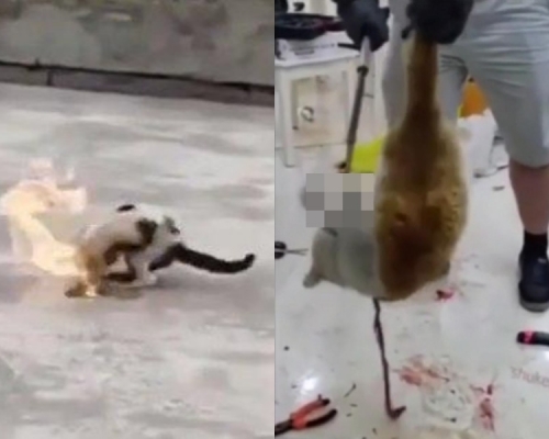 貓隻被殘忍虐待。網圖