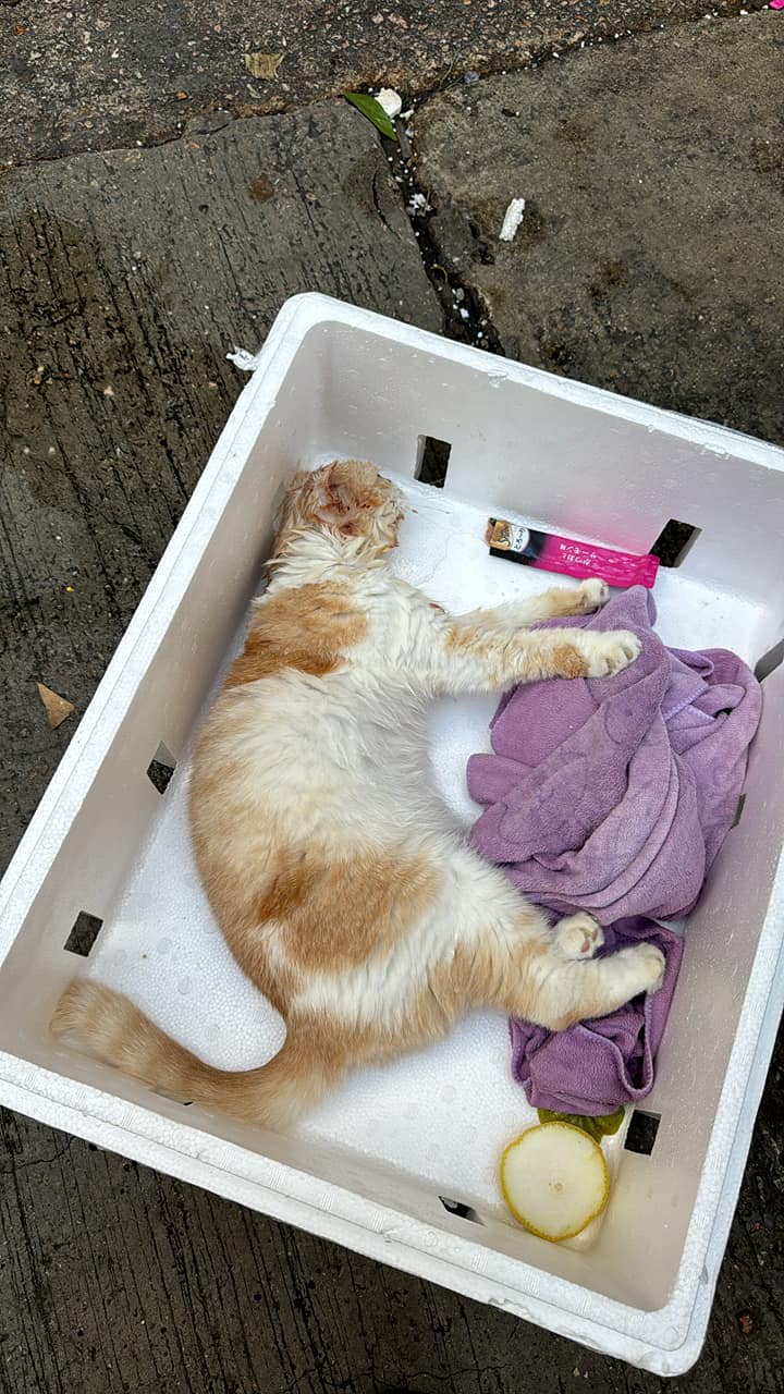 猫猫躺在发泡胶箱内奄奄一息，相当虚弱。