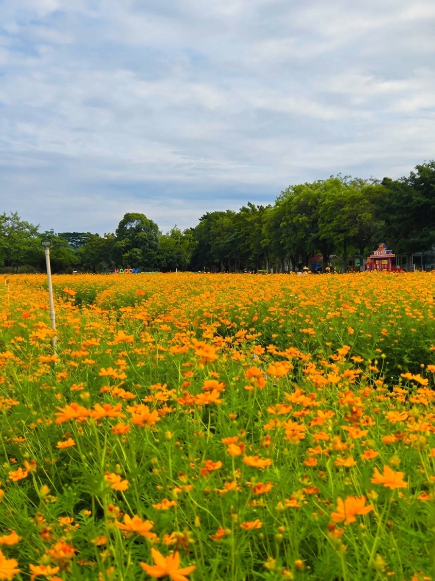 翰林湖農業公園內盛開的黃色硫華菊花海,滿片金黃燦爛。 翰林湖農業公園內盛開的黃色硫華菊花海,滿片金黃燦爛。