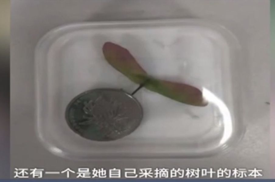 1元被精心打扮配上兩片樹葉標本非常可愛。