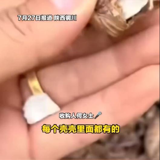 何女士聲稱向老人購入的蟬蛻，八成被塞入石粒呃秤。大象新聞