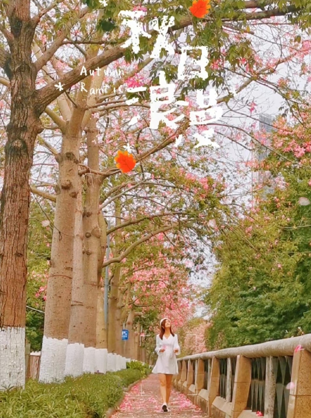 广州河沙异木棉是赏秋好去处。(图片来源：小红书@黄小檬)