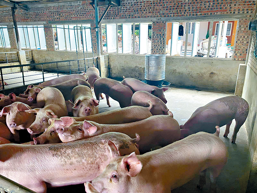 1996年初，在禽流感陰霾下，黃碩鋒的父親由養雞改為養豬。