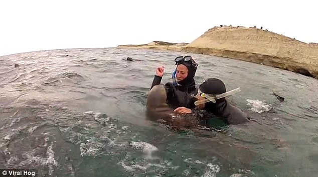 小海獅熱情地和潛水客互動。(網圖)