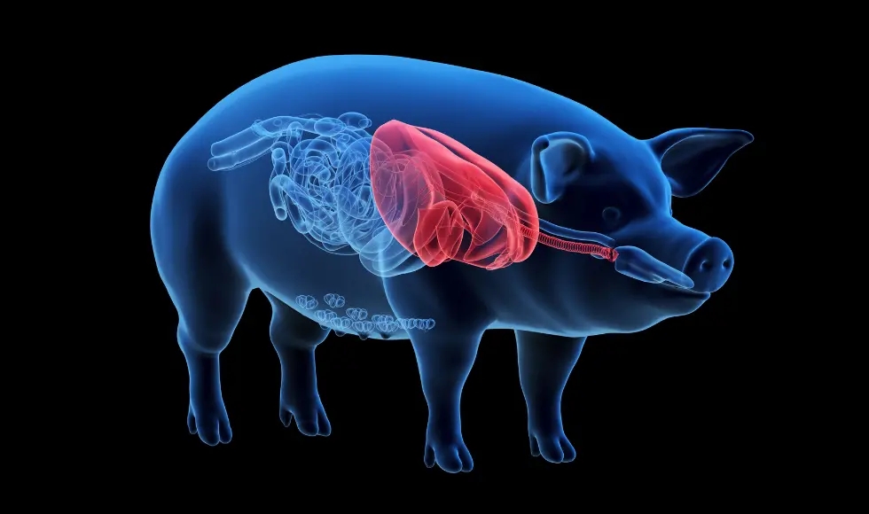 猪的多个器官和人类器官相似，有机会供人体使用。