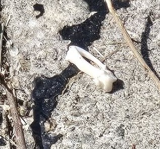 facebook截圖（資料來源：Patty Lee＠facebook將軍澳主場）