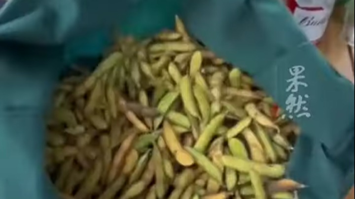 事主一行人在野外收集豆筴食用。收網上影片截圖