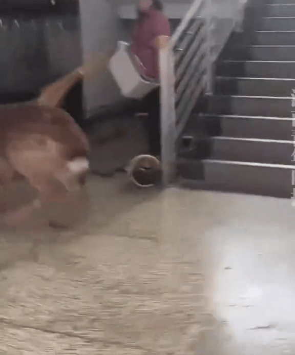 女生尖叫聲意外嚇走梅花鹿。 女生尖叫聲意外嚇走梅花鹿。