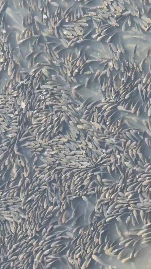 溫州一河面密密麻麻佈滿羅非魚。