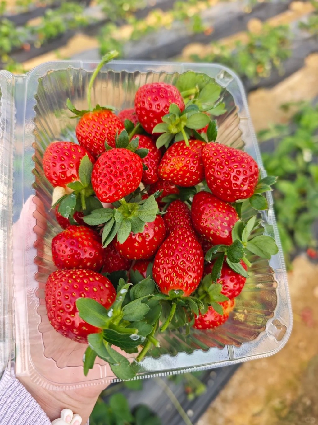 深圳士多啤梨園6. 龍崗開心草莓園（无敌老猫儿大拐子@小紅書）