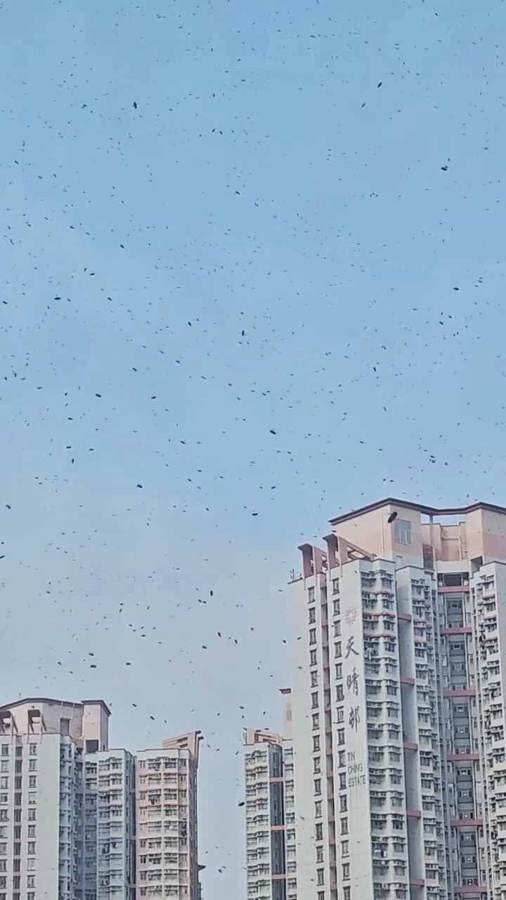 網民:睇大細似蜜蜂。fb「天水圍街坊鄰里」截圖 網民:睇大細似蜜蜂。fb「天水圍街坊鄰里」截圖