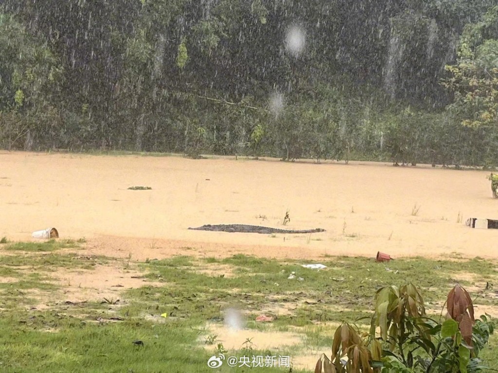 中山神湾镇暴雨致4鳄鱼逃出，3条被抓回，1条正在布控范围。