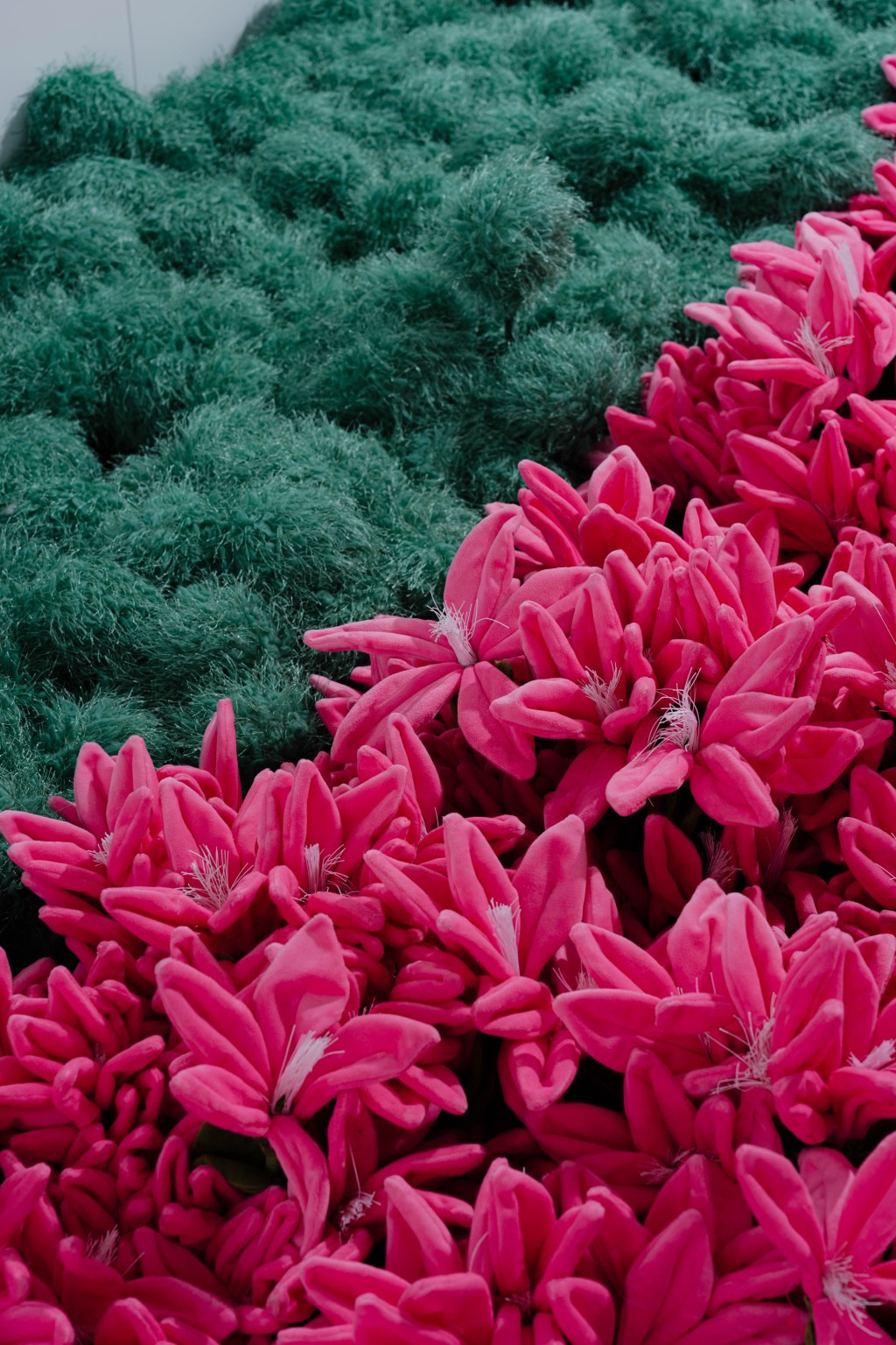 上：「Henderson Flower」；下：洋紫荊「Bauhinia」。