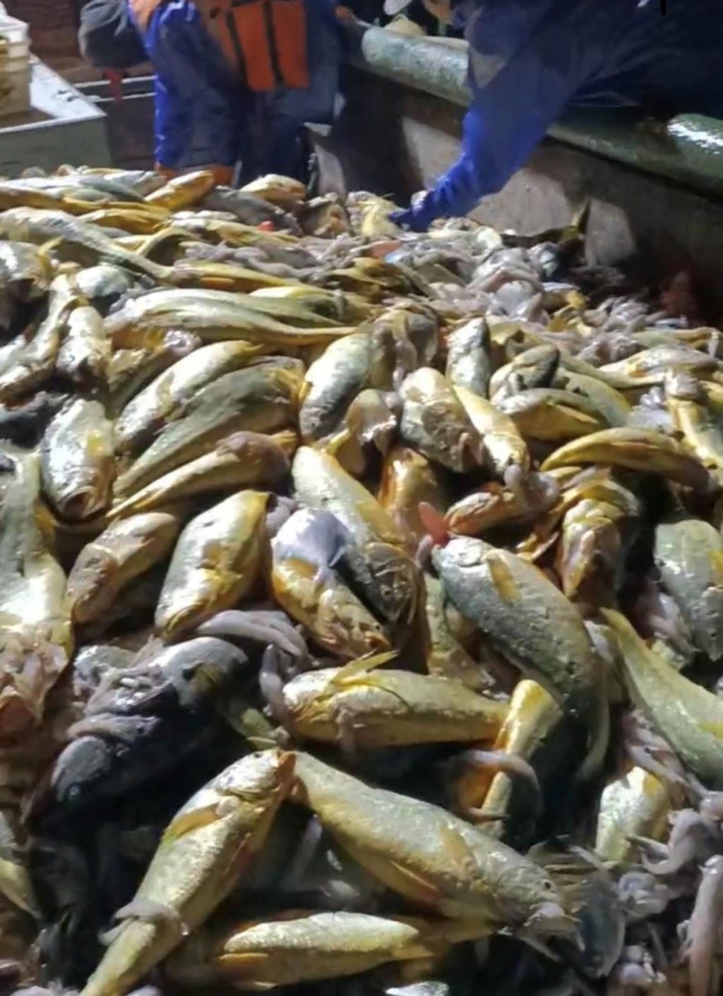 船员们喜上眉梢一网捕获逾2000公斤野生大黄鱼。网图