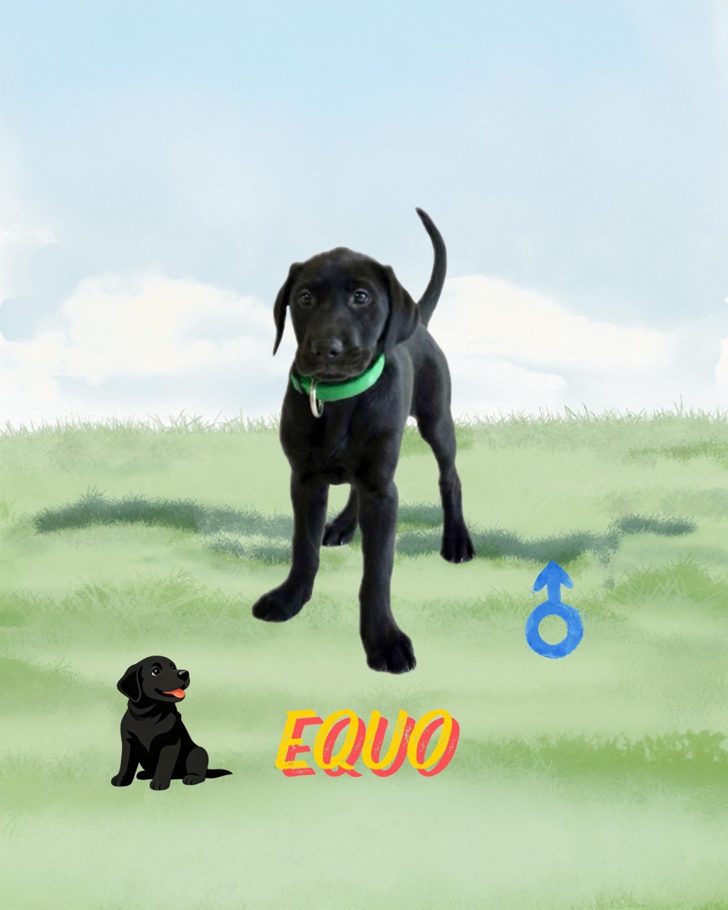 9隻搜查犬BB命名為Eager、Xavi、Cora、Equo、Lumi、Sika、Ivar、 Orli、Rissa。香港海關fb圖片 9隻搜查犬BB命名為Eager、Xavi、Cora、Equo、Lumi、Sika、Ivar、 Orli、Rissa。香港海關fb圖片