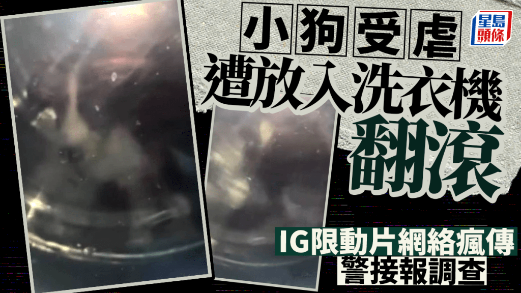 有片｜網傳小狗受虐放入洗衣機翻滾 警接報調查