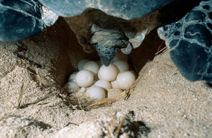 很多海龟无法活到成年，所以它们能够大量产卵。