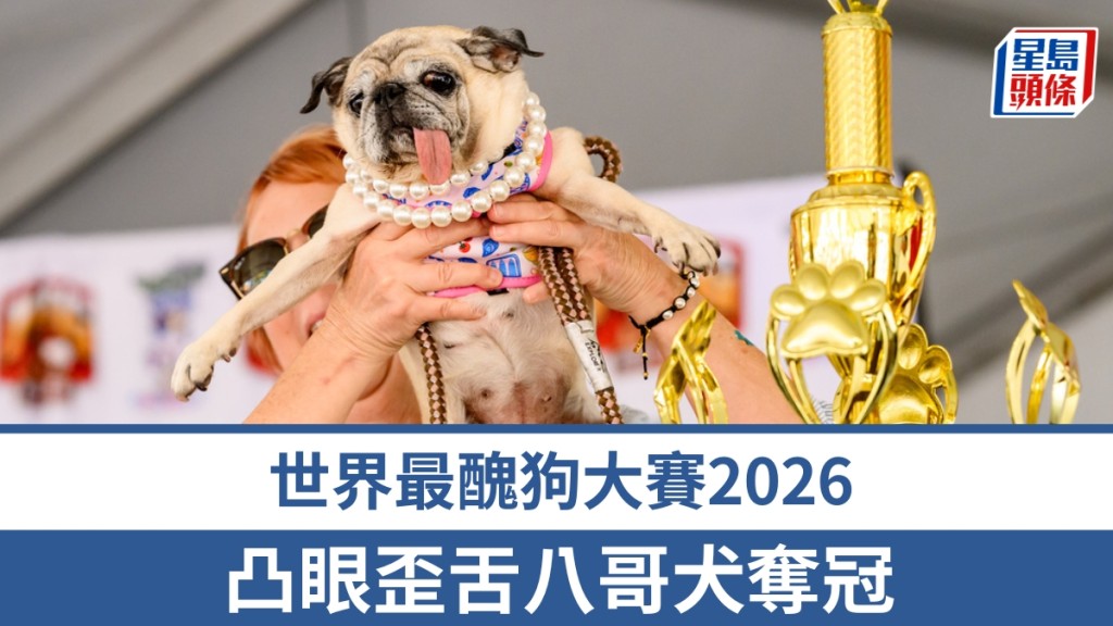去年飲恨的凸眼歪舌八哥犬在2026世界最醜狗大賽中奪冠。美聯社