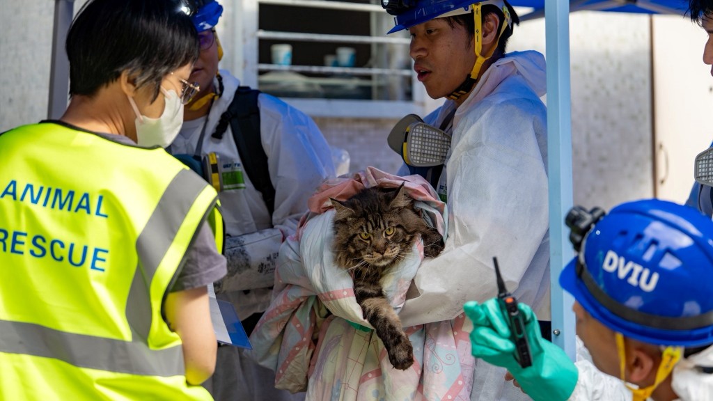 大埔宏福苑五級火｜獲救小貓偎依警員懷內眼仔碌碌 警強調繼續爭分奪秒搜索