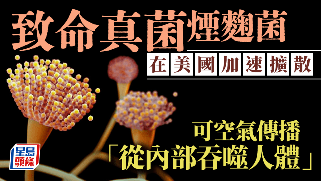 煙麴菌｜致命真菌入侵美國急速擴散 「從內部吞噬人體」