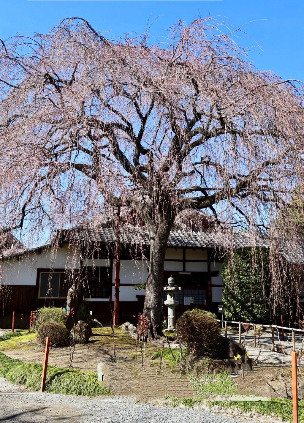 京都本满寺的樱花。 X