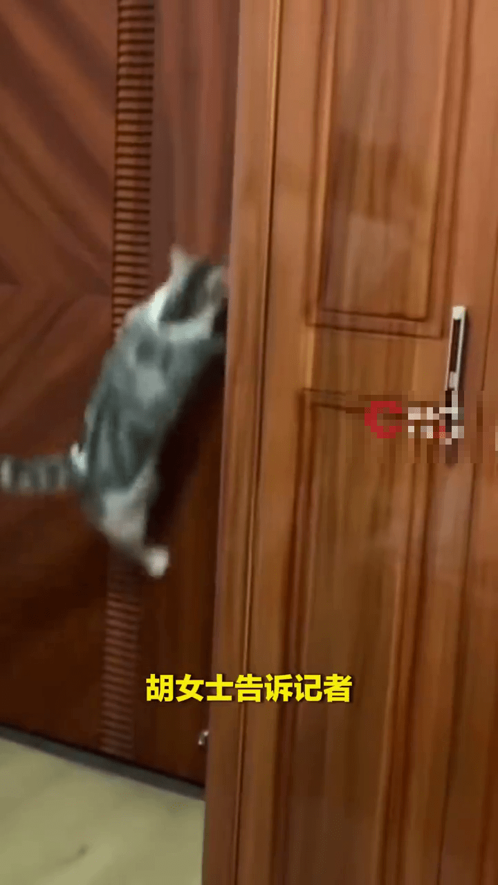 戶主胡女士表示,她養的貓咪平時在家已懂得自行開門。 戶主胡女士表示,她養的貓咪平時在家已懂得自行開門。