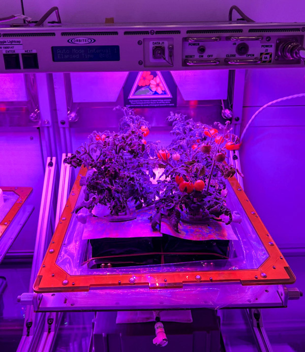 國際太空站正努力研究在太空種植植物。NASA