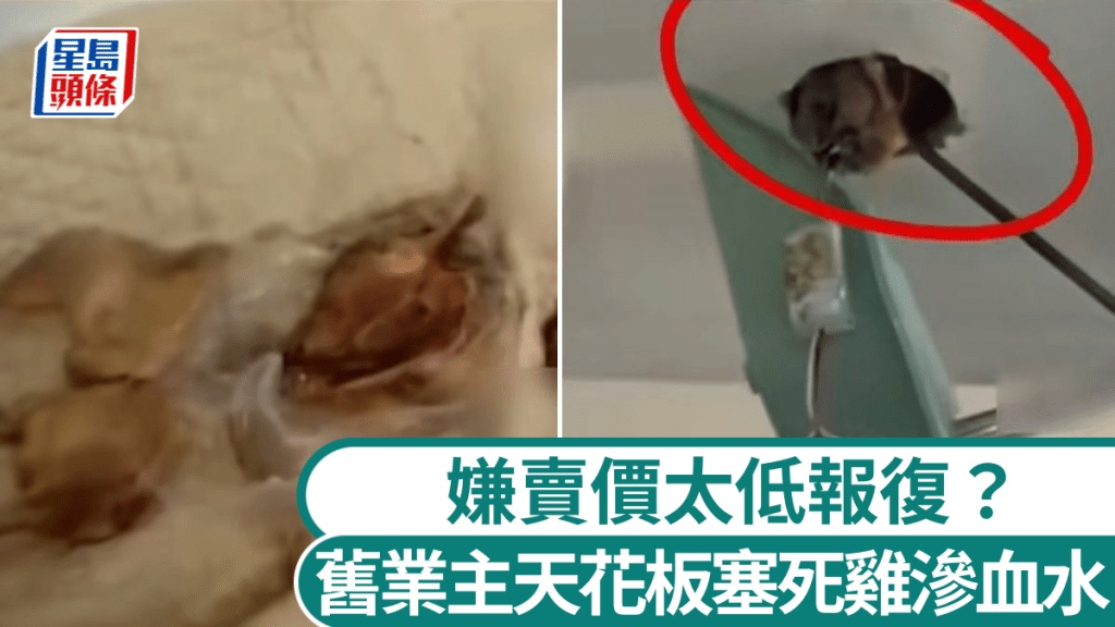 前業主疑賣虧報復藏死雞，屋內屍臭瀰漫滲血水。大河報