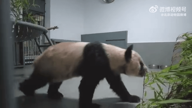 大熊貓「丫丫」回到北京動物園。北京動物園