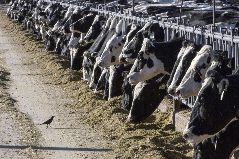 德州驚現乳牛禽流感傳人個案。美聯社