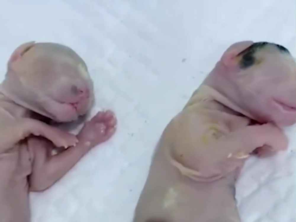 胎死腹中的貓胎已經發育成型。(網圖)