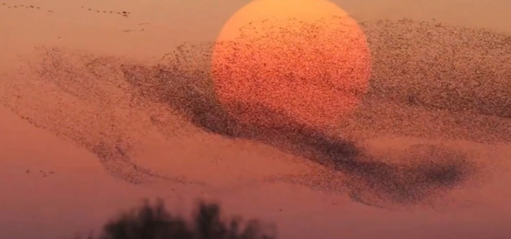 山东数十万候鸟齐飞,组成一幅「巨鲸」壮丽画面。微博@人民日报 山东数十万候鸟齐飞,组成一幅「巨鲸」壮丽画面。微博@人民日报