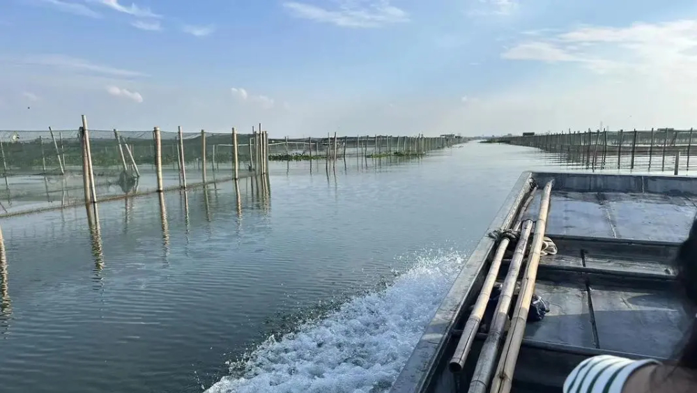 台风“贝碧嘉”影响下，有阳澄湖养殖户称大闸蟹“出逃”，损失惨重。 资料图