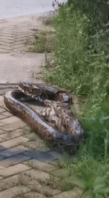 大蟒蛇似乎正在绞杀并吞食猎物。读者提供