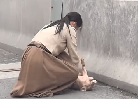 女子高速公路為豬仔做CPR。