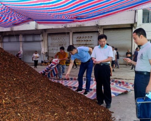 廣西市場監管局工作人員檢查經營戶待銷八角質量情況。（圖：廣西市場監管局）