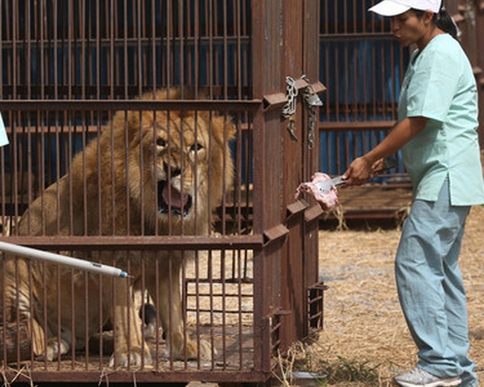 河北一馬戲團因非法運輸受保護動物，團長被判監。　