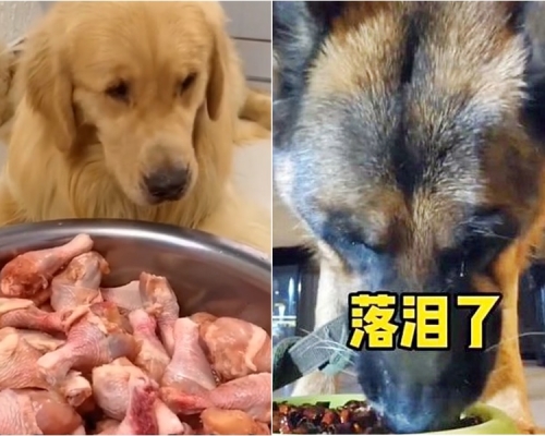 狗狗被逼「吃播」，进食古怪食物。网图