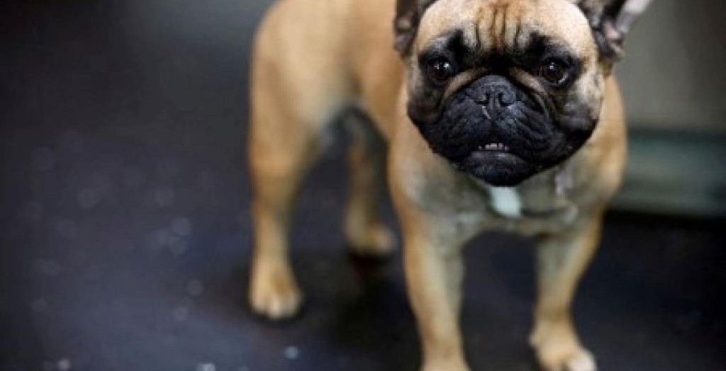 法國鬥牛犬有扁平臉。路透社