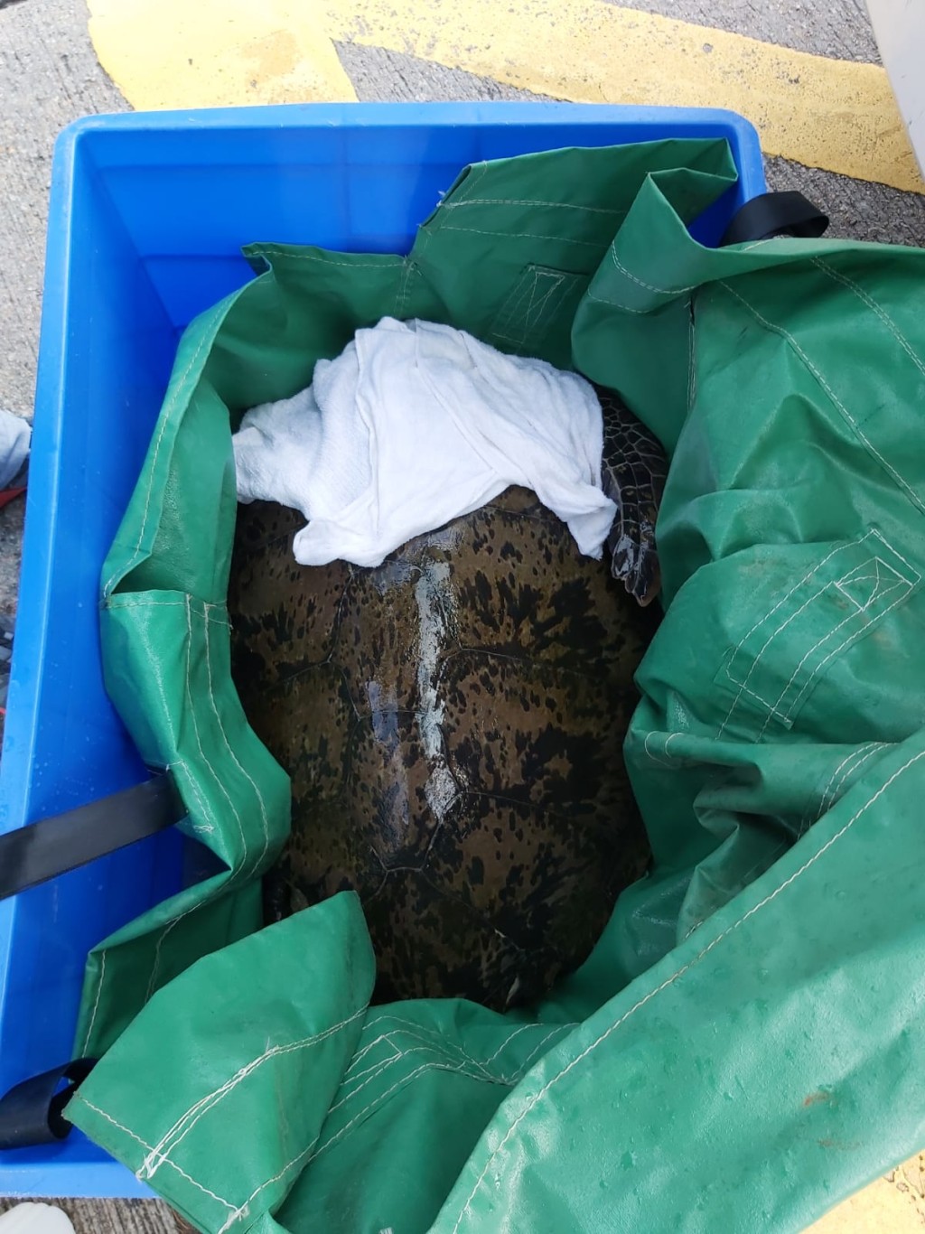 绿海龟Rain。海洋公园图片