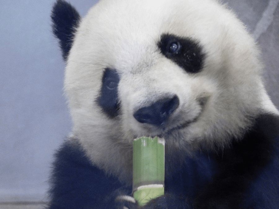 2022年春季起大熊貓「旦旦」已停止與遊客見面。