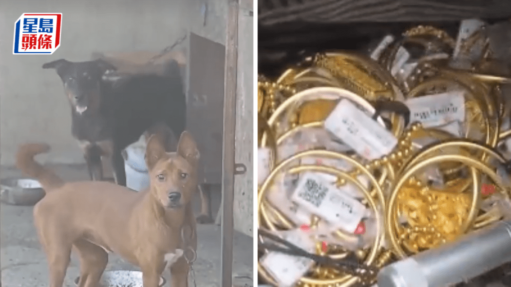 養雞場外的小狗為警方提供關鍵線索。央視新聞