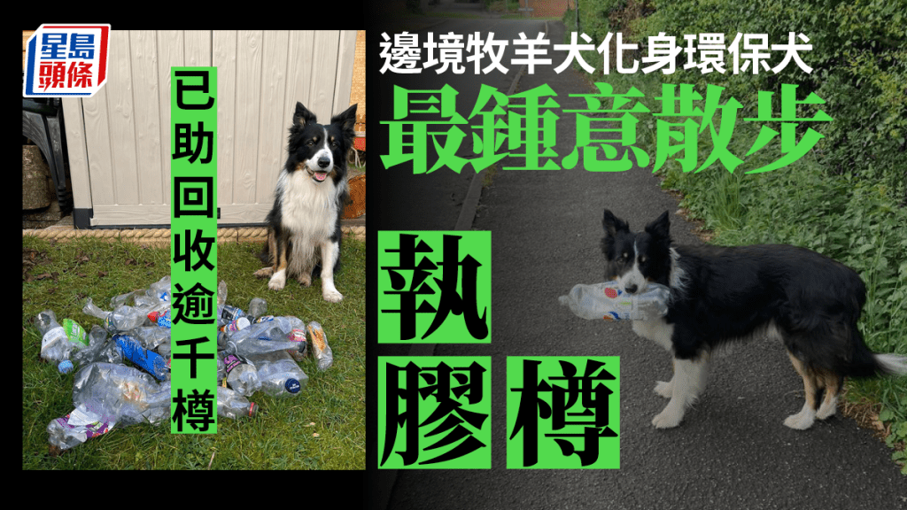 邊境牧羊犬化身環保犬撿膠樽闖出名堂,至今已回收超過1000個。
