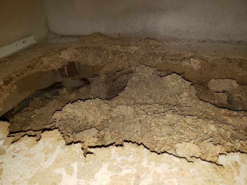 饒戈提醒,當住戶發現牆角或縫隙出現由泥土覆蓋通道而成的「泥線」或「泥塊」時,往往為時已晚。資料圖片 饒戈提醒,當住戶發現牆角或縫隙出現由泥土覆蓋通道而成的「泥線」或「泥塊」時,往往為時已晚。資料圖片