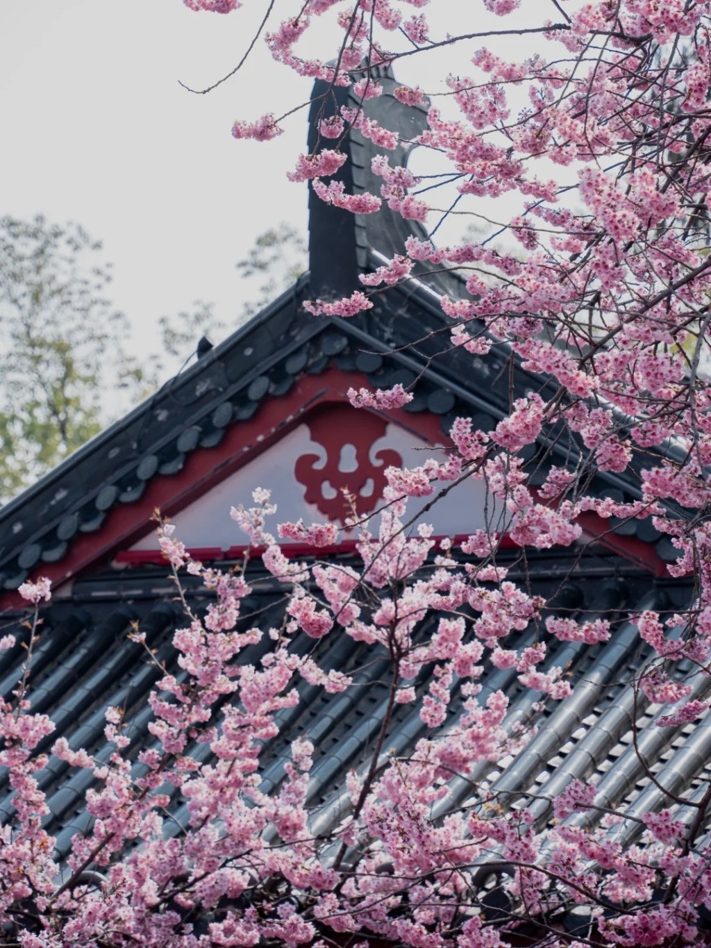 武漢東湖櫻花園。小紅書